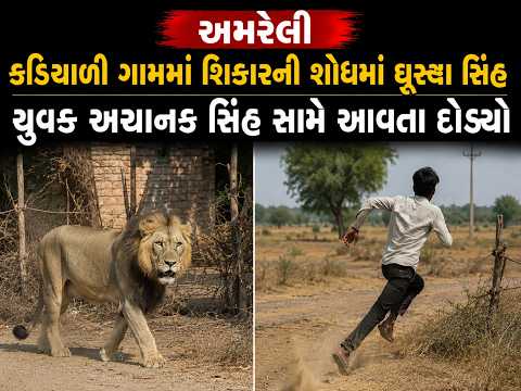 #amreli | કડિયાળી ગામમાં શિકારની શોધમાં ઘૂસ્યા સિંહ | #drashtikonnews