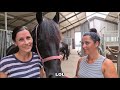 A day at the stable. With our Friesian Horses.