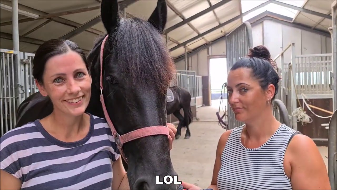 A day at the stable. With our Friesian Horses.