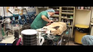 College of Veterinary Medicine: Dean Lunn