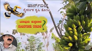 ನಂಜನಗೂಡು ರಸಬಾಳೆ -Nanjangud Rasabale - ಹಾರ್ನ್ ಬಿಲ್ ನೈಸರ್ಗಿಕ ಕೃಷಿ ತೋಟ-Hornbill Organic farm