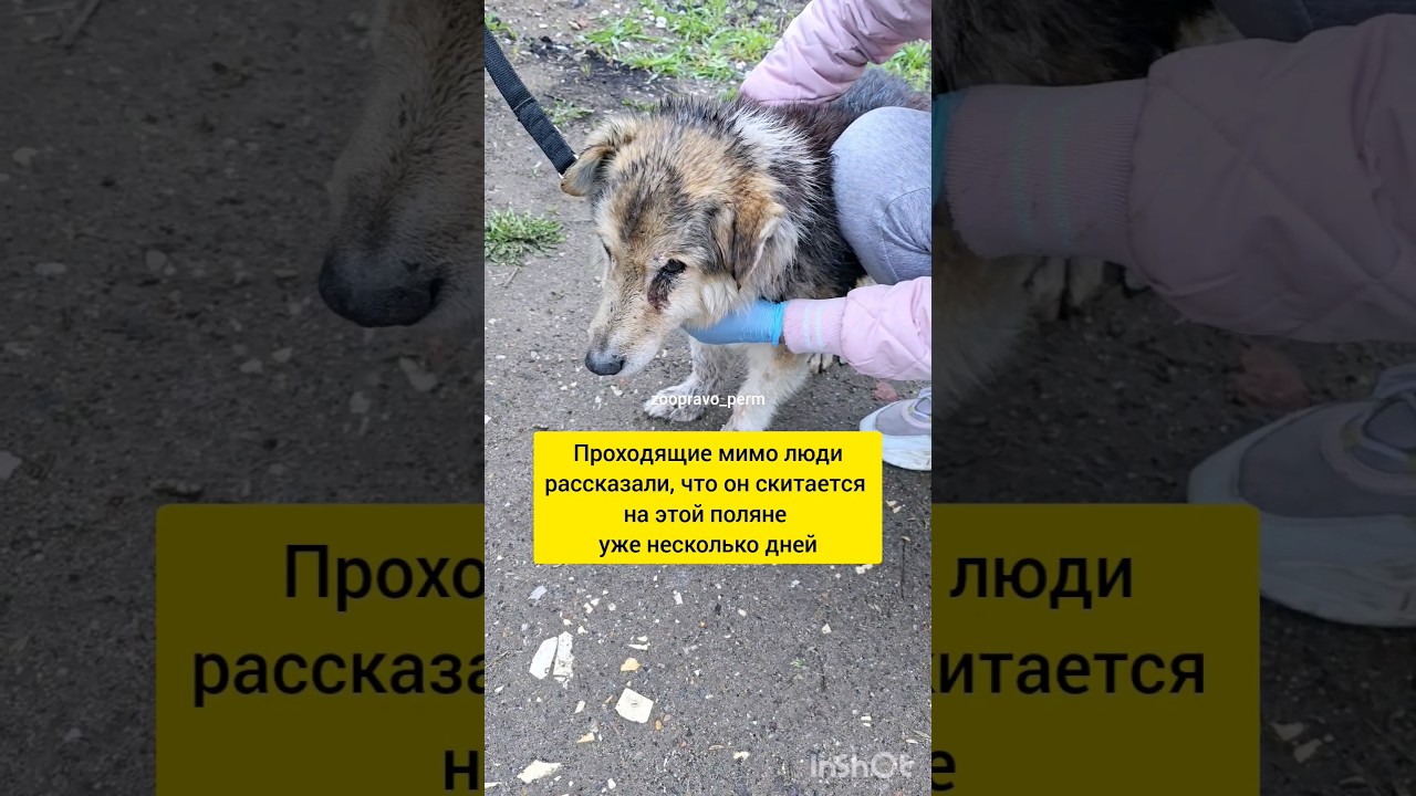 несколько дней скитался по базе отдыха на глазах у "отдыхающих" 