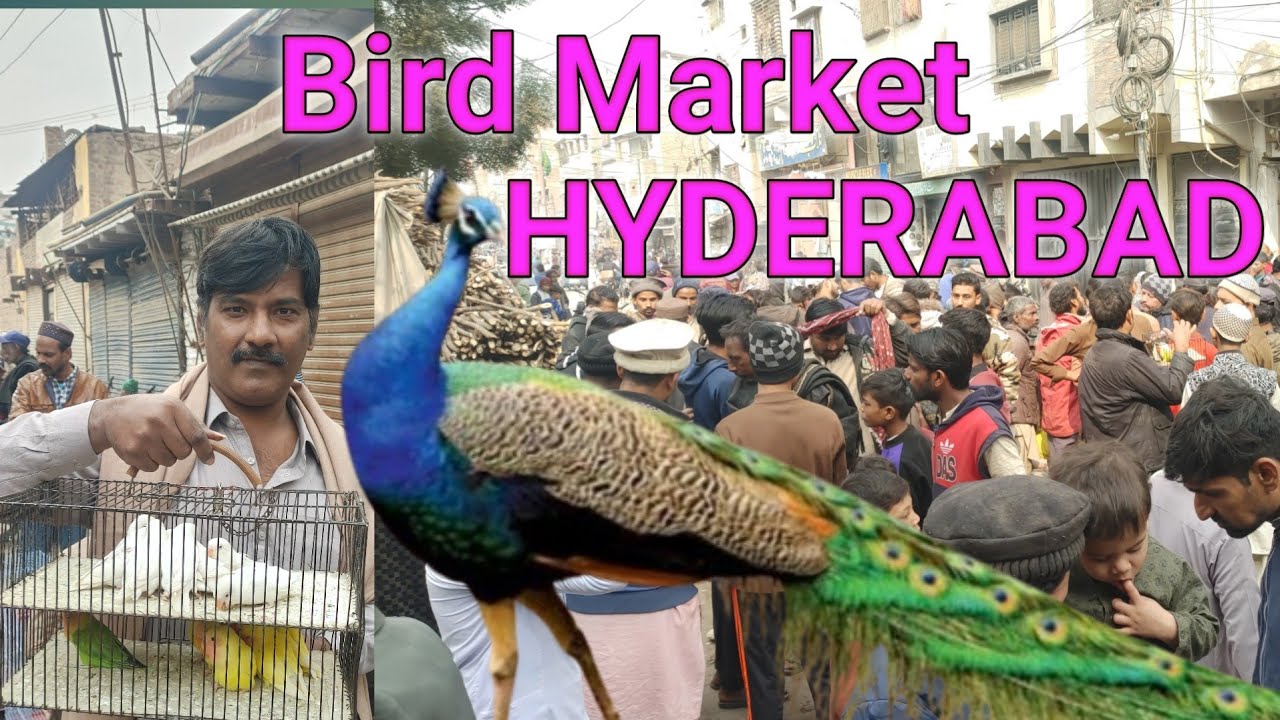 bird market paka qila hyderabad sindh pakistan