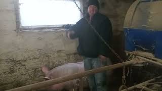 Как сделать чтобы свинка пришла в охоту.🐷🐷🐷.