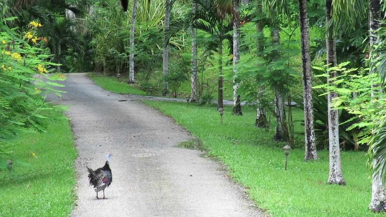 Ocellated Turkey harassed by Tropical Kingbird 