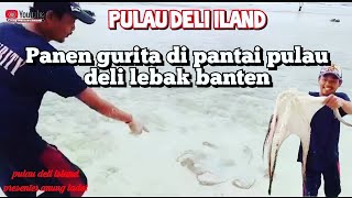 Pulau deli island cara nangkep gurita