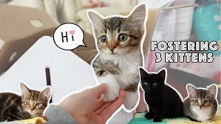 First day of fostering RSPCA kittens! 🐈 EP. 1