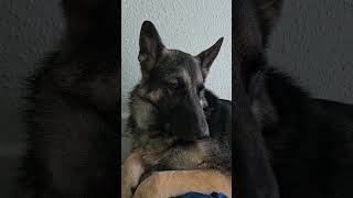 German Shepherd relaxing in his bed by DOGS BEING DOGS 158 views 6 months ago 3 minutes, 54 seconds