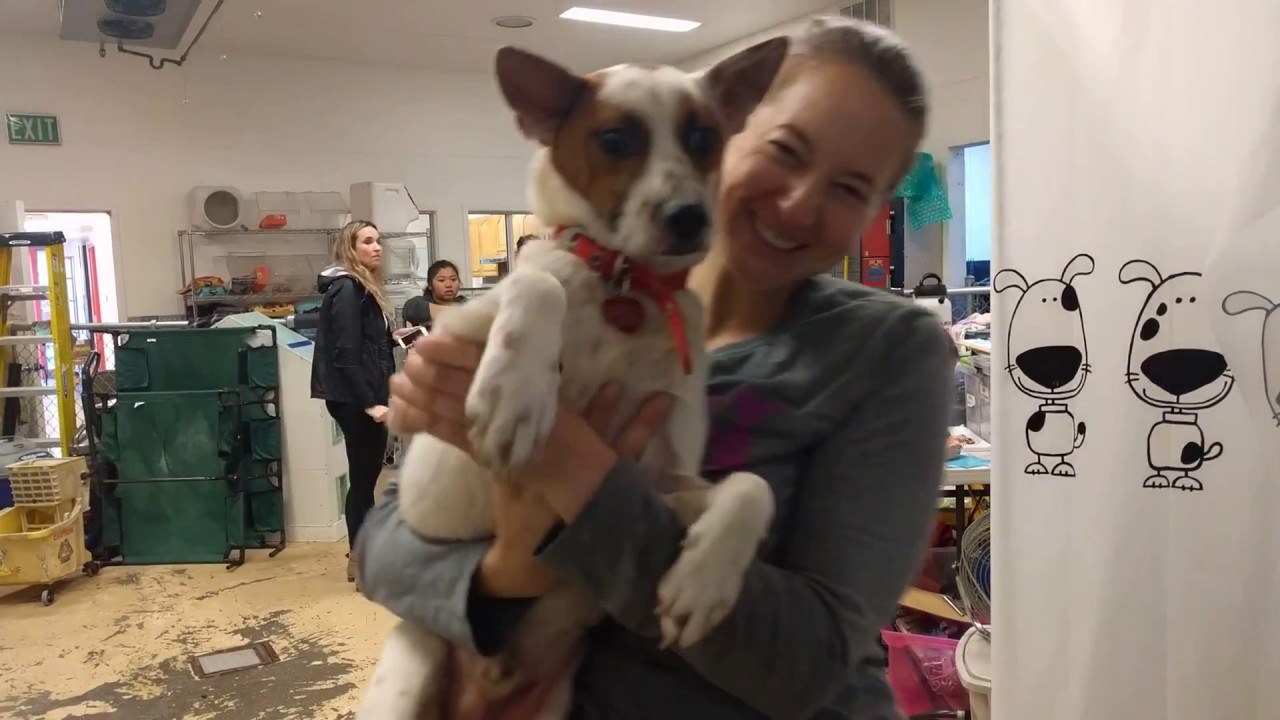 Family Dog Rescue July 2017 Intake