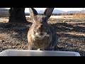 カメラ目線のお手本を披露してくれるうさぎ