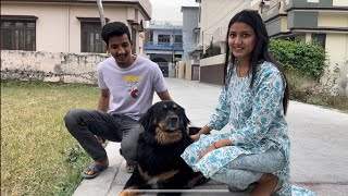 Aisa Bhotiya/Himalayan Mastiff dog to dhundne se bhi nhi milega | pure Bhotiya dog in Haldwani