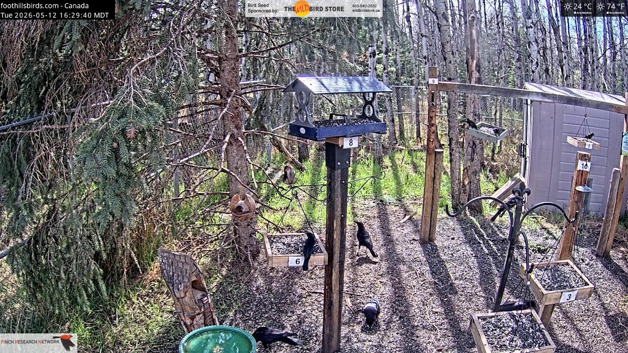 2026-05-12 - Foothills Birds - Live BirdCam [65+ Species]