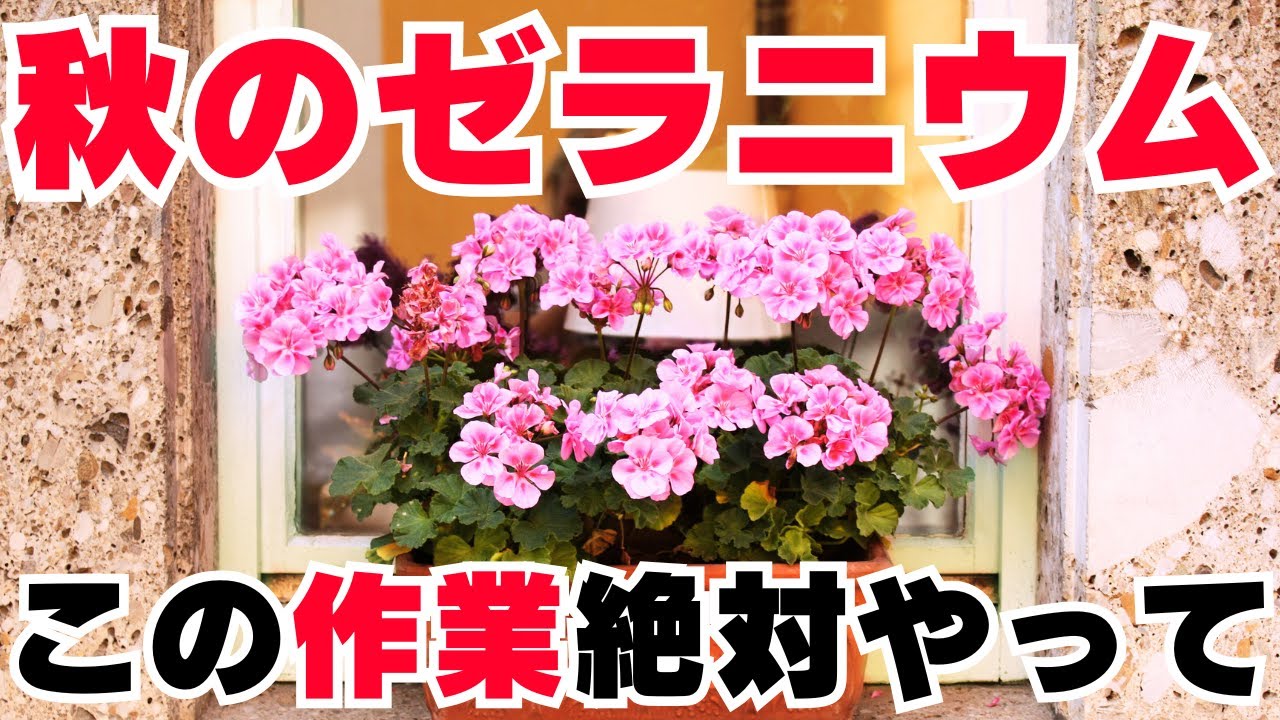 A surefire way to grow geraniums in autumn! How to relieve summer
