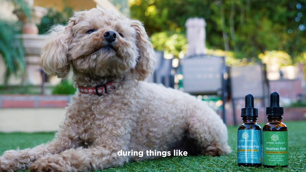 Crisis Rescue Pets + Fearless Pets