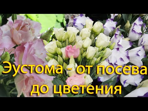 Видео: Цветя на еустома: описание, отглеждане, грижи