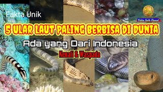 5 Ular Laut Paling Berbisa Di Dunia Ada Yang Dari Indonesia
