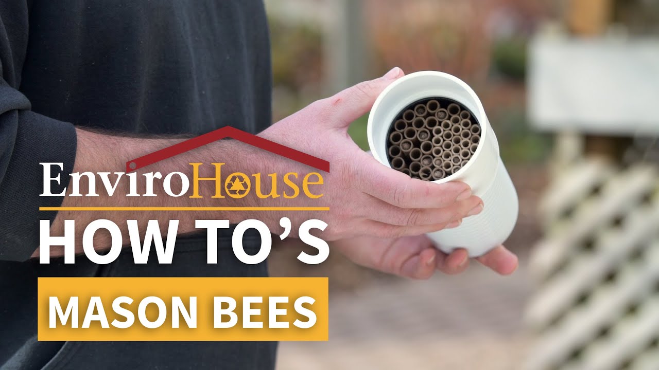 Mason Bees - EnviroHouse How To