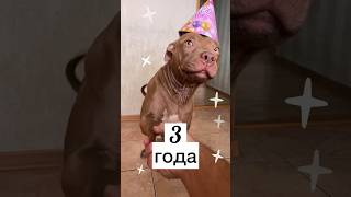 День Рождения 🥳 #Питбульджина #Funnydogs #Shorts #Cutedogs #Pitbulls #Doglife