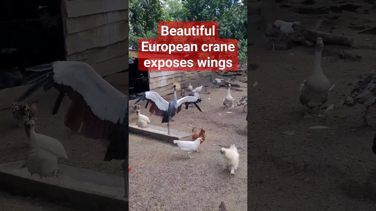 Beautiful European crane shows wings 