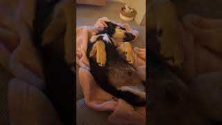 Milo New Frind Cody 8 Weeks Old