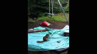 Persistent squirrel
