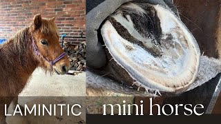 Trimming a Laminitic Mini Horse