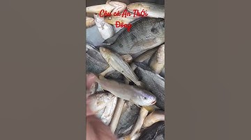 Câu cá nước mặn ở An Thới Đông huyện Cần Giờ. #fishing #cauca #fish #cangio