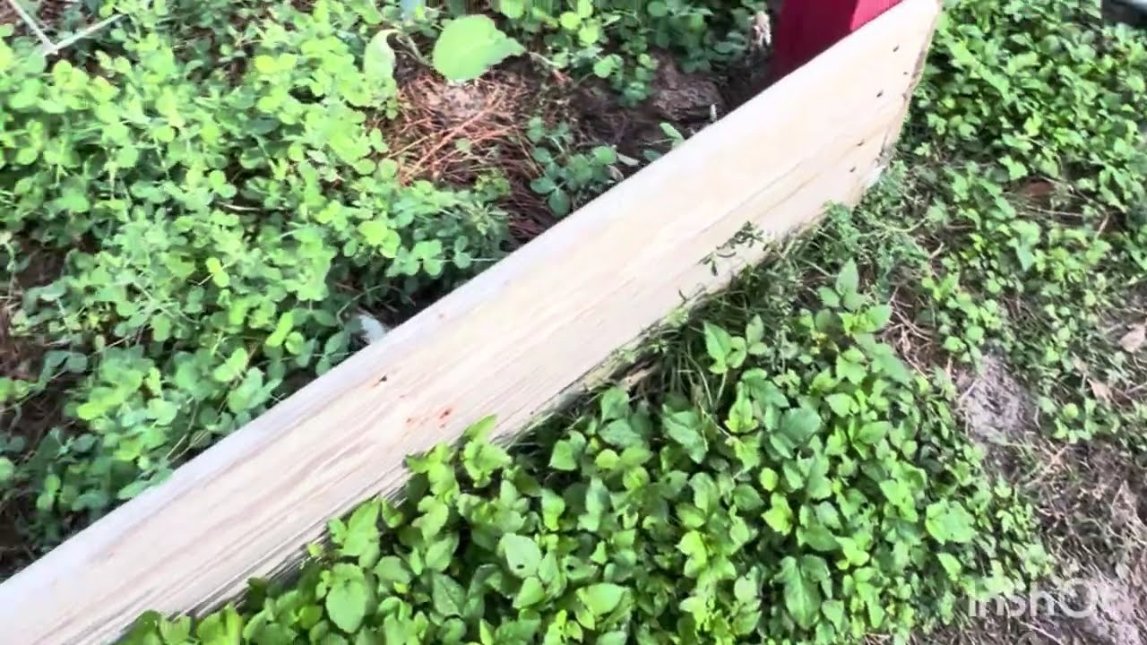 Прогулка по саду в декабре и обновления Chaos Garden