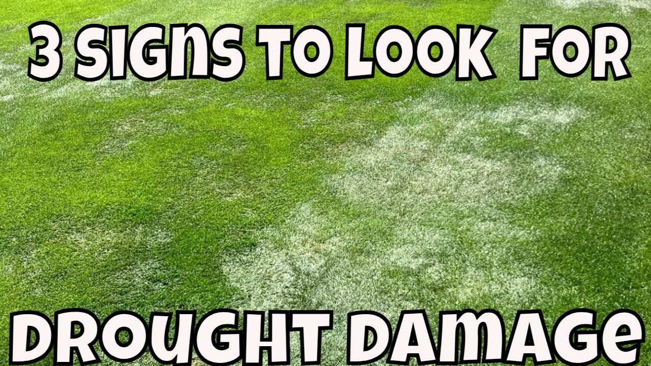 How to STOP YOUR LAWN  turning BROWN / 3 signs to look out for