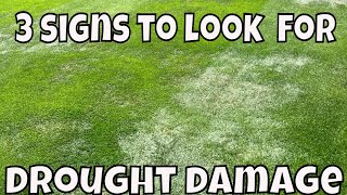 How to STOP YOUR LAWN  turning BROWN / 3 signs to look out for