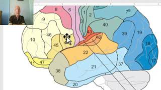 Anatomy of CNS Module in Arabic 2024 ( Functional area of cerebral hemisphere, part 2),  Dr. Wahdan.