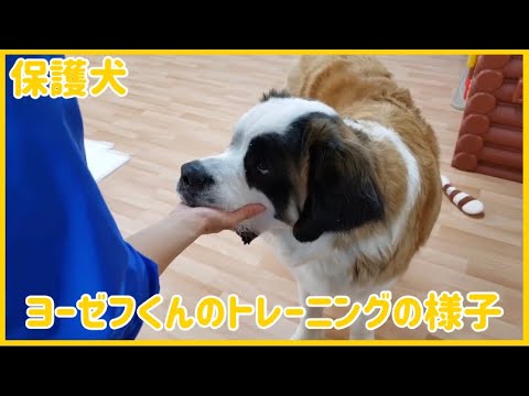 保護犬 ヨーゼフくん掛け声に合わせて足を上げるトレーニングの様子 Youtube