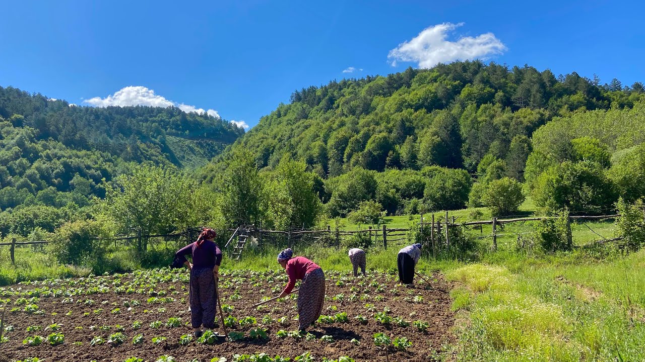 Жизнь в горах Турции. Непростая жизнь большой семьи в деревне.