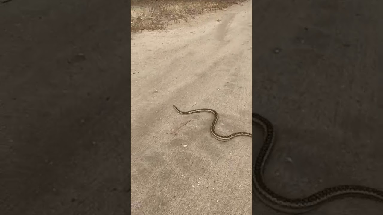 Saving a snake on a dirt road during traffic. 🐍 