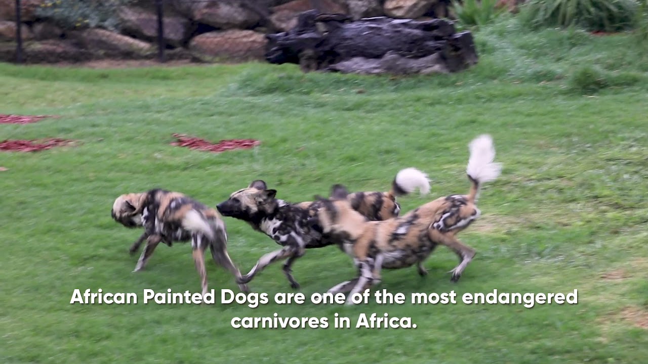 Seven African Painted Dogs arrive to Sydney Zoo