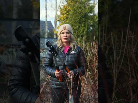 Cięcie trudnych gałęzi i pędów. W użyciu Fiskars Powergear X LX94 i Żyrafa UP86 * reklama #cięcie