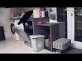 Security camera reveals mystery home invaders were neighborhood cats | SWNS