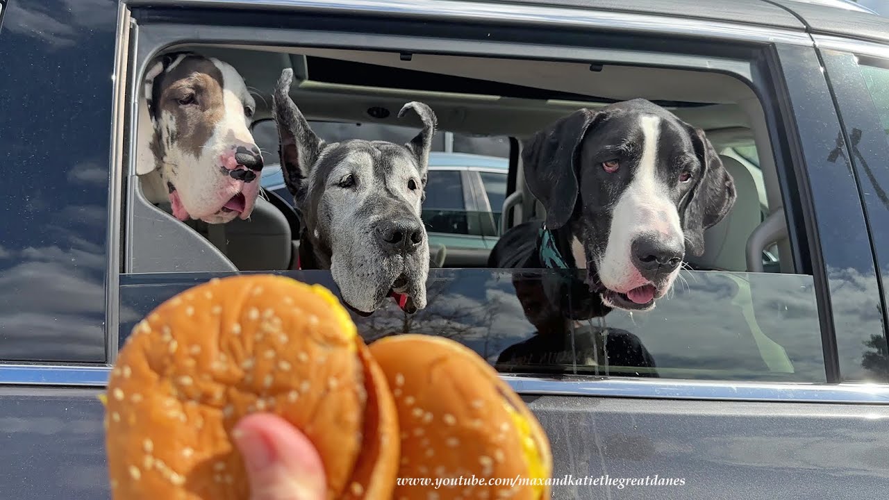 Funny Polite Great Danes & Puppy Share Drive Thru Cheese Burger Treats