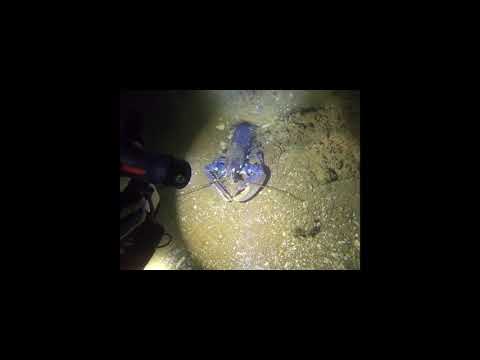 Homard sur l'épave du "Cornelis", dans le pertuis d'Antioche, au large d'Oléron