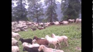 Hampta Pass Circle Trek- June 2015