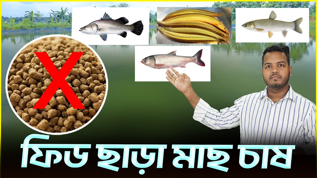 ফিড ছাড়া মাছ চাষ || Shakib AGRO || কোন মাছ চাষে ফিড লাগে না || বিনা খাবারে মাছ চাষ