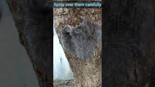 How to get rid of Caterpillars on plants | Hairy Caterpillars on Drumstick | Caterpillars on Moringa