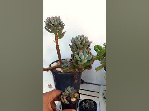 suculenta doutor cornelius 💚☘ #succulents #cactus #viral #nature # ...
