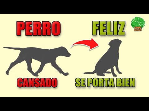ADIESTRAMIENTO para CANSAR RÁPIDO a tu PERRO y que se PORTE BIEN hqdefault