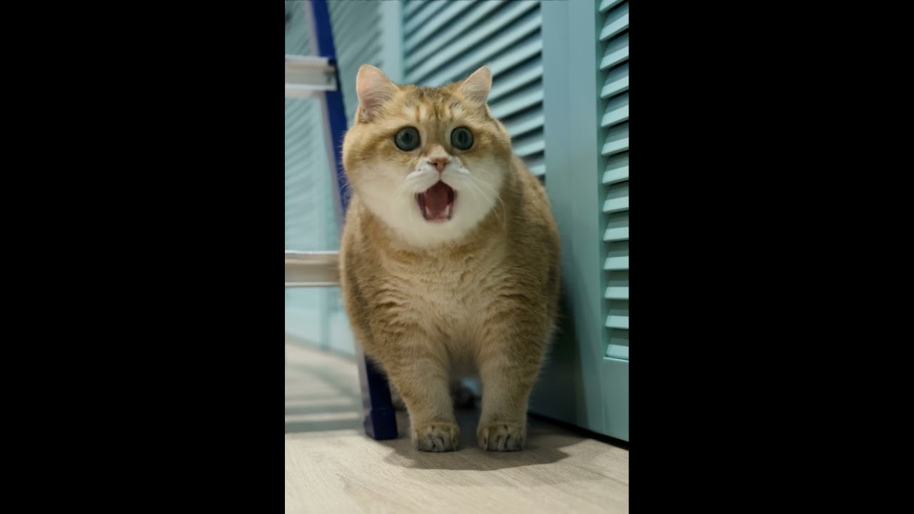 APT (kids version) by Hosico 🎤😸