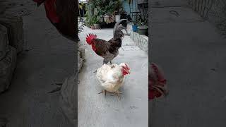 Cross Breeding 45Days Chicken And Australorp Chicken Broiler Chicken