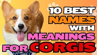10 Best Names with Meanings for Corgis🐾✨