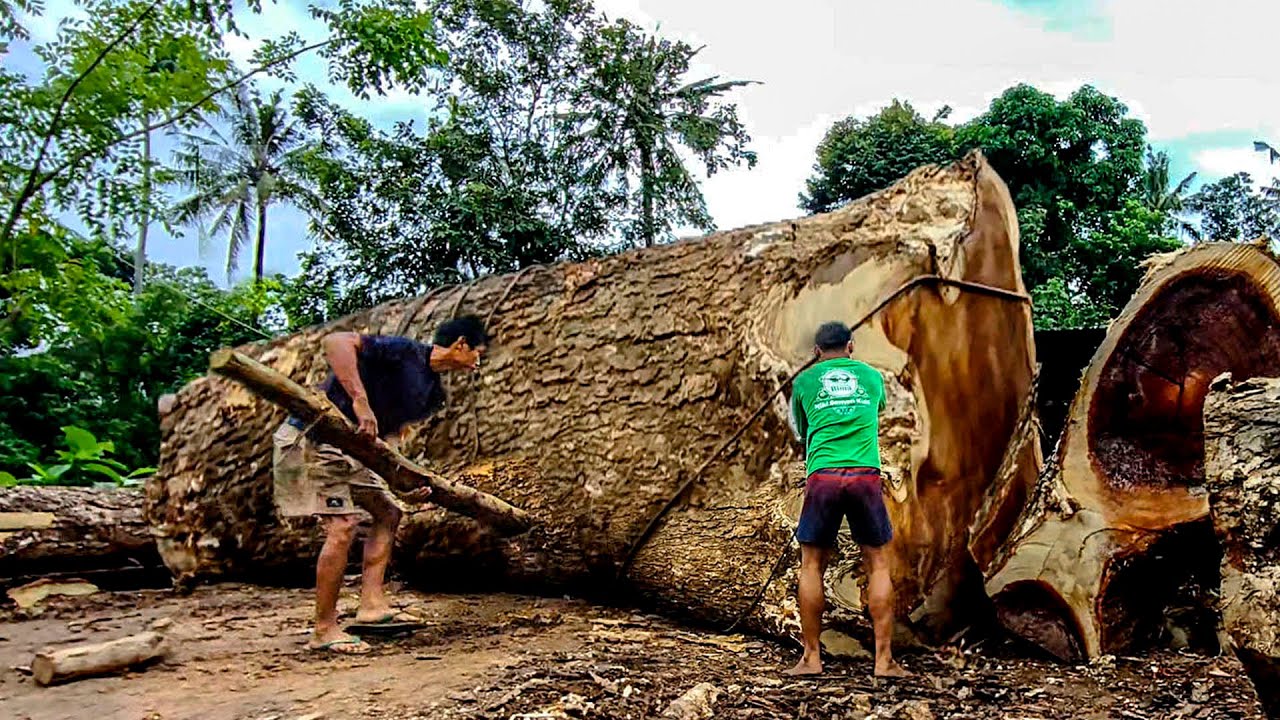 Surprising! discovery while cutting down a large rain tree at a sawmill ...