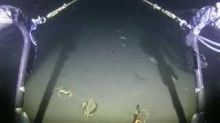 Benthic Video Sled:  Crab ranching