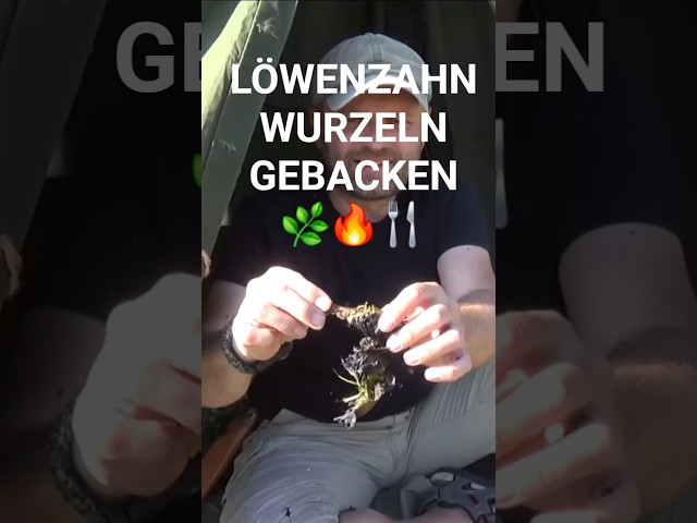 Löwenzahn- Kaffee & essbare Wurzeln,  Dandelion Season, Coffee and Edible Roots #shorts